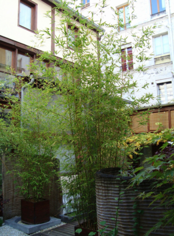 architecture bois, ossature bois, architecture de bois à Paris, ateliers d’artistes, cour arborée, jardin de sculptures, plantes en pot, petit collectif, jardin à Paris, logements en bois, duplex