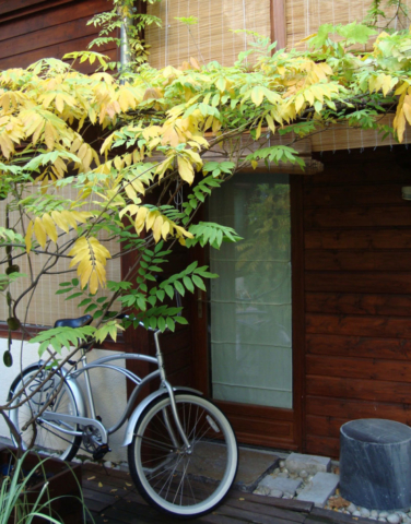 architecture bois, ossature bois, architecture de bois à Paris, ateliers d’artistes, cour arborée, jardin de sculptures, plantes en pot, petit collectif, jardin à Paris, logements en bois, duplex